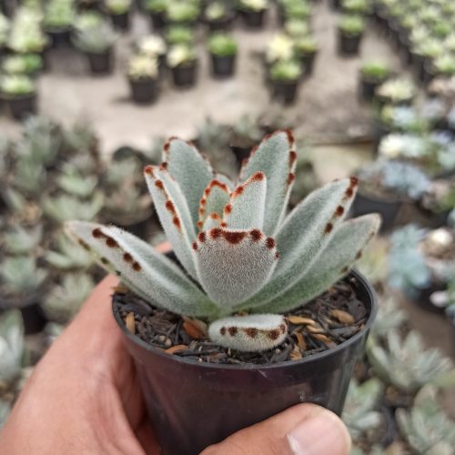 Kalanchoe Tomentosa, real gallery image #4 plants. Picture taken directly from kaktus.id community Kalanchoe farmer green houses.
