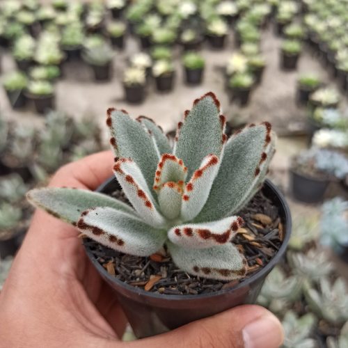 Kalanchoe Tomentosa, real gallery image #5 plants. Picture taken directly from kaktus.id community Kalanchoe farmer green houses.