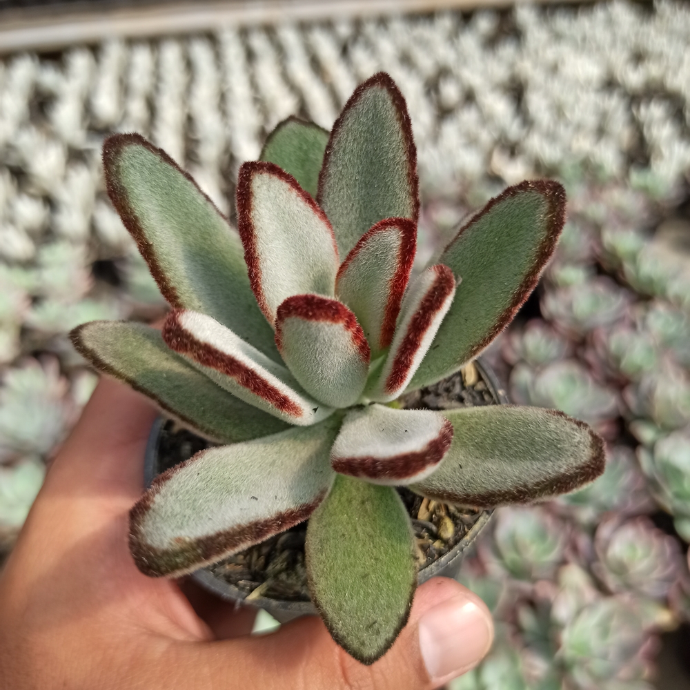 kaktus.id