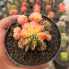 Gymnocalycium Mihanovichii - Rainbow / Tricolor, real feature image plant. Picture taken directly from kaktus.id community Gymnocalycium farmer green houses.