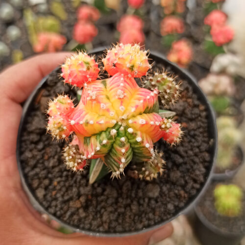 Gymnocalycium Mihanovichii - Rainbow / Tricolor, real feature image plant. Picture taken directly from kaktus.id community Gymnocalycium farmer green houses.