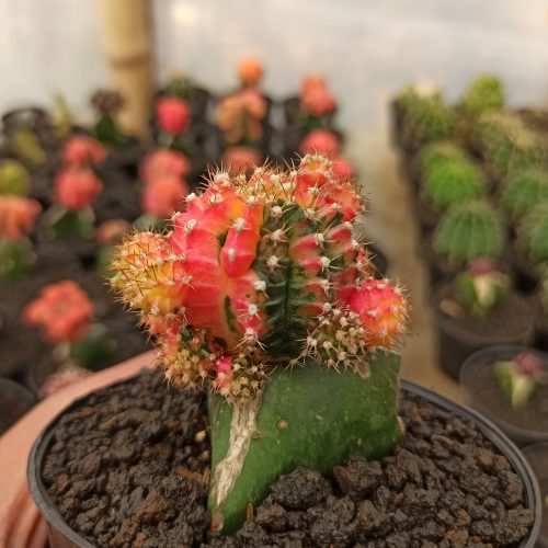 Gymnocalycium Mihanovichii - Rainbow / Tricolor, real gallery image #6 plants. Picture taken directly from kaktus.id community Gymnocalycium farmer green houses.