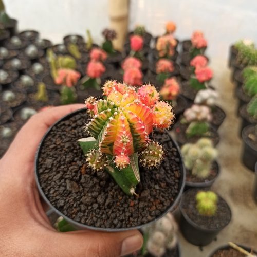 Gymnocalycium Mihanovichii - Rainbow / Tricolor, real gallery image #1 plants. Picture taken directly from kaktus.id community Gymnocalycium farmer green houses.
