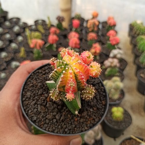 Gymnocalycium Mihanovichii - Rainbow / Tricolor, real gallery image #2 plants. Picture taken directly from kaktus.id community Gymnocalycium farmer green houses.