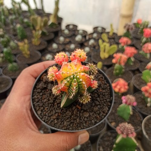 Gymnocalycium Mihanovichii - Rainbow / Tricolor, real gallery image #4 plants. Picture taken directly from kaktus.id community Gymnocalycium farmer green houses.