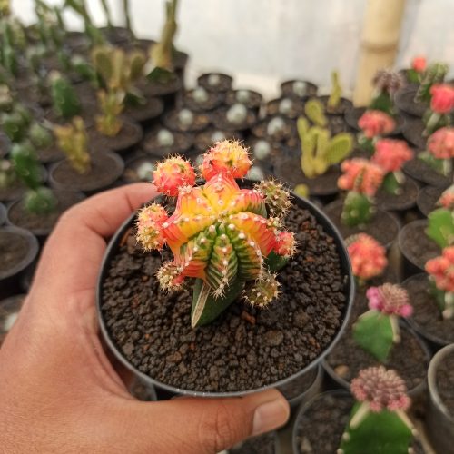 Gymnocalycium Mihanovichii - Rainbow / Tricolor, real gallery image #3 plants. Picture taken directly from kaktus.id community Gymnocalycium farmer green houses.