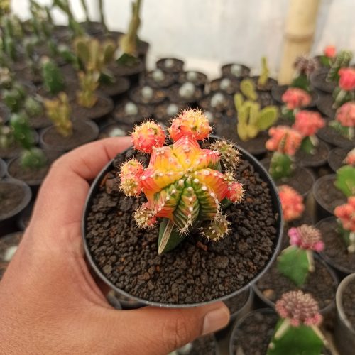 Gymnocalycium Mihanovichii - Rainbow / Tricolor, real gallery image #5 plants. Picture taken directly from kaktus.id community Gymnocalycium farmer green houses.