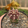 Gymnocalycium Mihanovichii - Purple, real feature image plant. Picture taken directly from kaktus.id community Gymnocalycium farmer green houses.