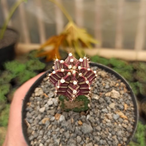Gymnocalycium Mihanovichii - Purple, real gallery image #1 plants. Picture taken directly from kaktus.id community Gymnocalycium farmer green houses.