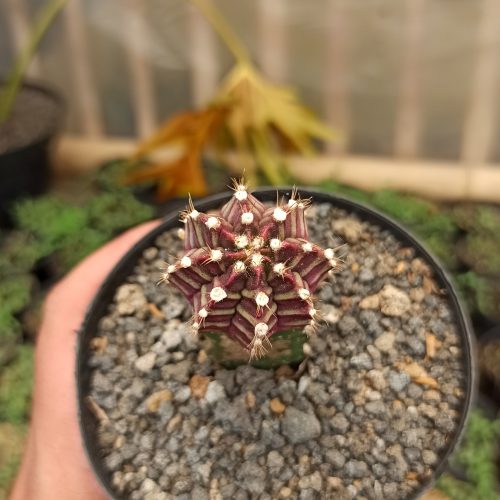 Gymnocalycium Mihanovichii - Purple, real gallery image #2 plants. Picture taken directly from kaktus.id community Gymnocalycium farmer green houses.