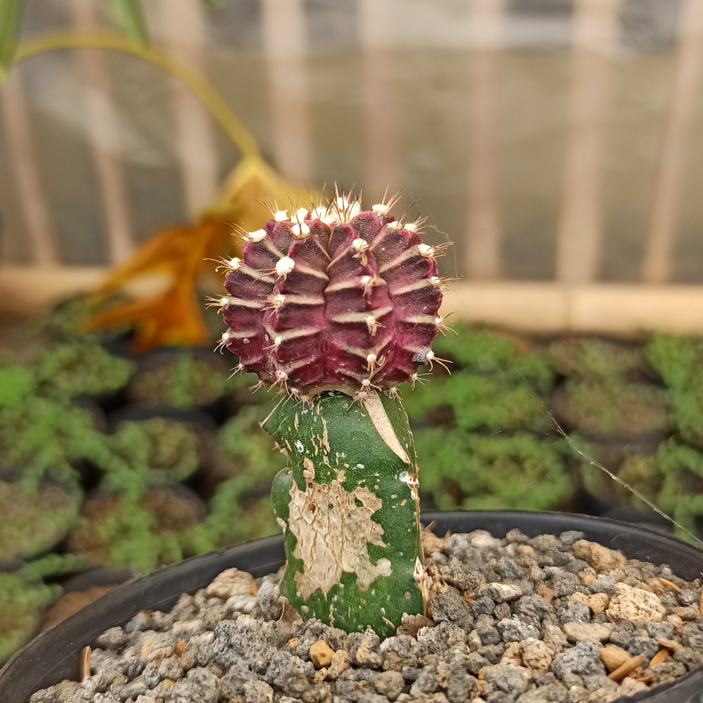 kaktus.id