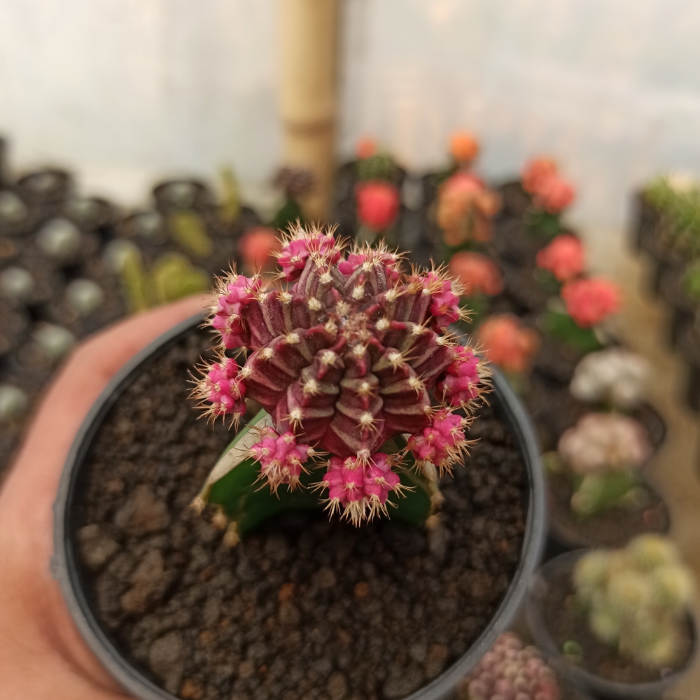 kaktus.id