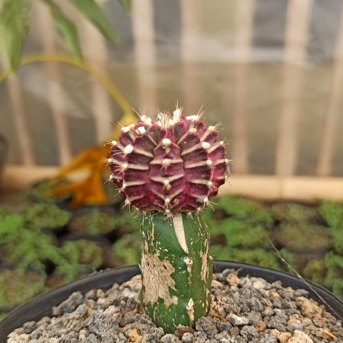Gymnocalycium Mihanovichii - Purple, real gallery image #4 plants. Picture taken directly from kaktus.id community Gymnocalycium farmer green houses.