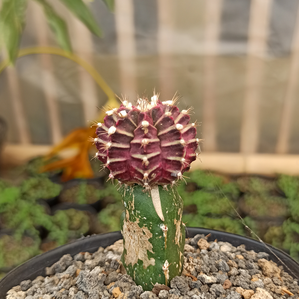 kaktus.id