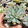 Echeveria Pulidonis, real gallery image #5 plants. Picture taken directly from kaktus.id community Echeveria farmer green houses.
