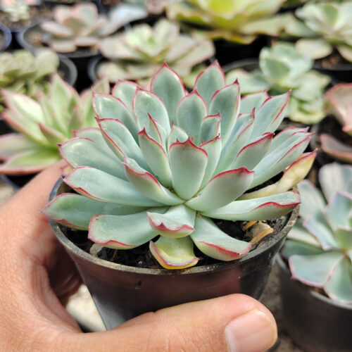 Echeveria Pulidonis, real gallery image #9 plants. Picture taken directly from kaktus.id community Echeveria farmer green houses.