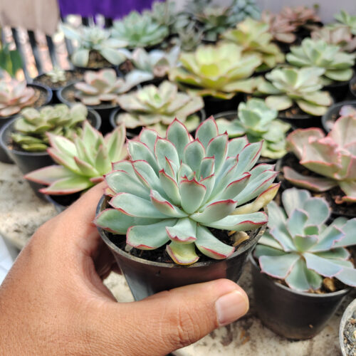 Echeveria Pulidonis, real gallery image #1 plants. Picture taken directly from kaktus.id community Echeveria farmer green houses.