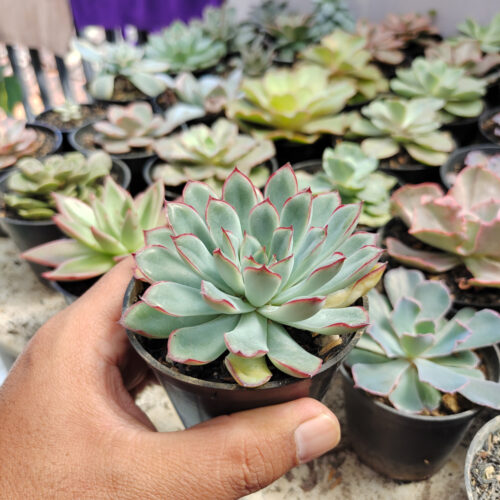 Echeveria Pulidonis, real gallery image #2 plants. Picture taken directly from kaktus.id community Echeveria farmer green houses.