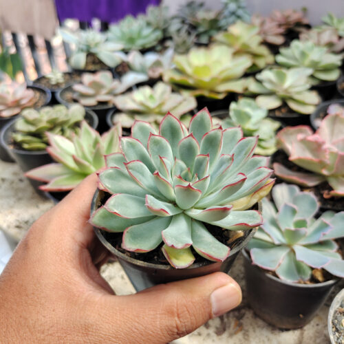 Echeveria Pulidonis, real gallery image #3 plants. Picture taken directly from kaktus.id community Echeveria farmer green houses.