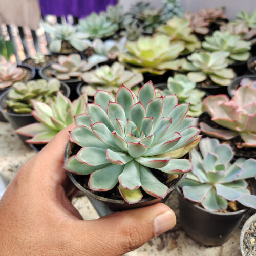 Echeveria Pulidonis, real gallery image #4 plants. Picture taken directly from kaktus.id community Echeveria farmer green houses.