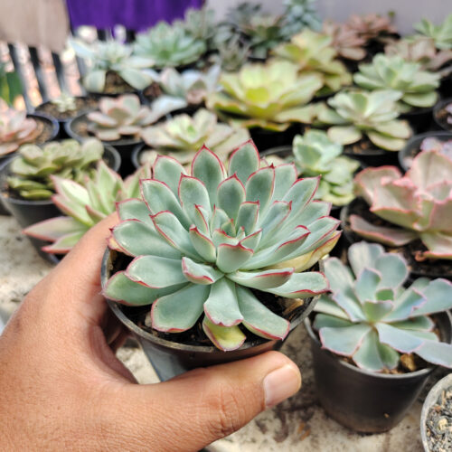 Echeveria Pulidonis, real gallery image #6 plants. Picture taken directly from kaktus.id community Echeveria farmer green houses.