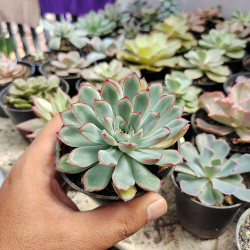 Echeveria Pulidonis, real gallery image #10 plants. Picture taken directly from kaktus.id community Echeveria farmer green houses.