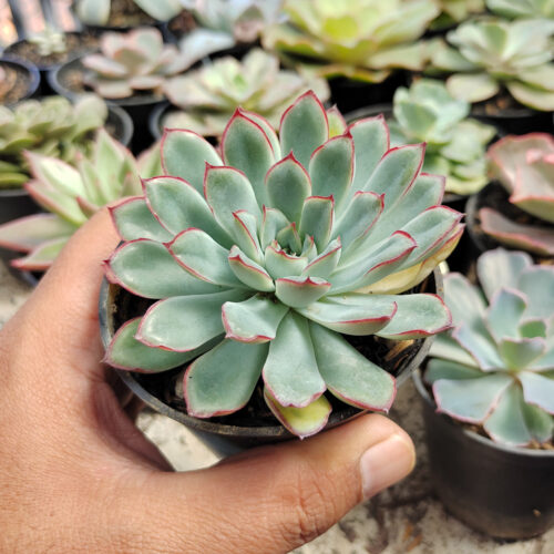 Echeveria Pulidonis, real gallery image #8 plants. Picture taken directly from kaktus.id community Echeveria farmer green houses.