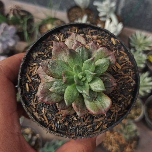 Echeveria Silver Prince, real gallery image #12 plants. Picture taken directly from kaktus.id community Echeveria farmer green houses.