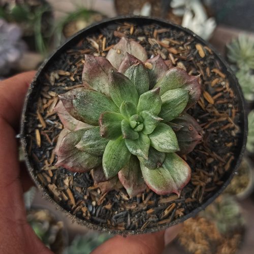 Echeveria Silver Prince, real gallery image #5 plants. Picture taken directly from kaktus.id community Echeveria farmer green houses.