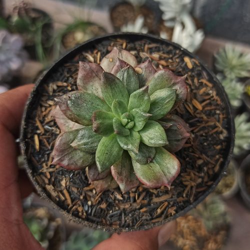 Echeveria Silver Prince, real gallery image #10 plants. Picture taken directly from kaktus.id community Echeveria farmer green houses.