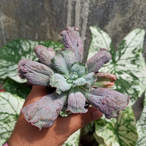 Echeveria Culibra, real gallery image #4 plants. Picture taken directly from kaktus.id community Echeveria farmer green houses.
