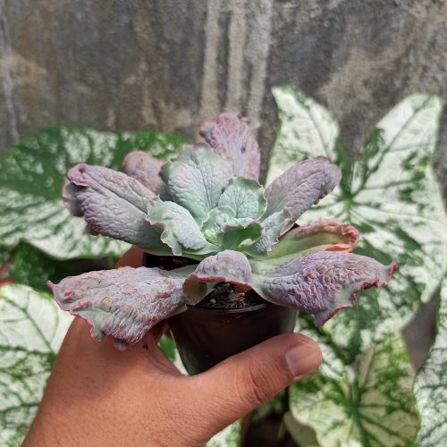 Echeveria Culibra, real gallery image #8 plants. Picture taken directly from kaktus.id community Echeveria farmer green houses.