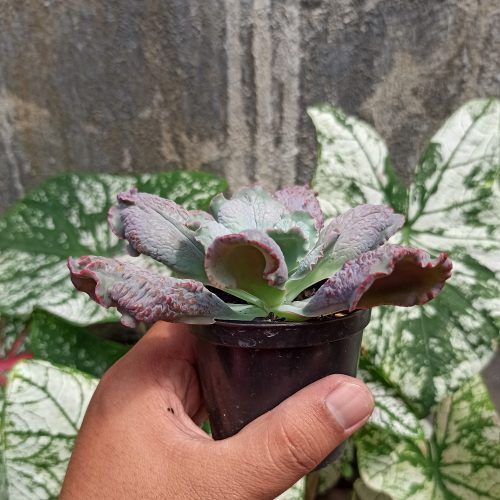 Echeveria Culibra, real gallery image #6 plants. Picture taken directly from kaktus.id community Echeveria farmer green houses.