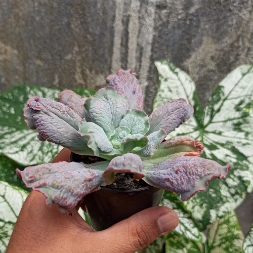 Echeveria Culibra, real gallery image #10 plants. Picture taken directly from kaktus.id community Echeveria farmer green houses.