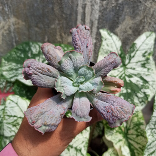 Echeveria Culibra, real gallery image #2 plants. Picture taken directly from kaktus.id community Echeveria farmer green houses.