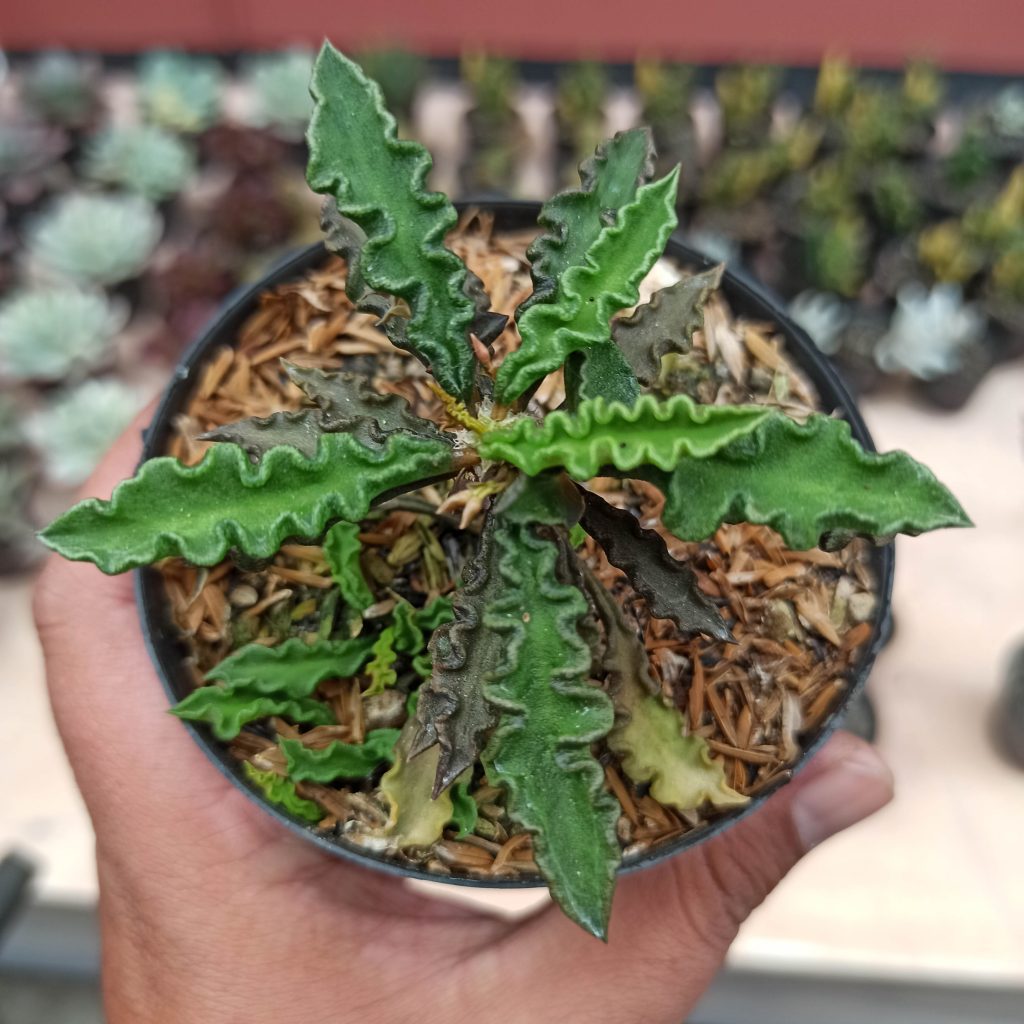 kaktus.id