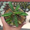 Euphorbia Decaryi Var. Spirosticha, real feature image plant. Picture taken directly from kaktus.id community Euphorbia farmer green houses.