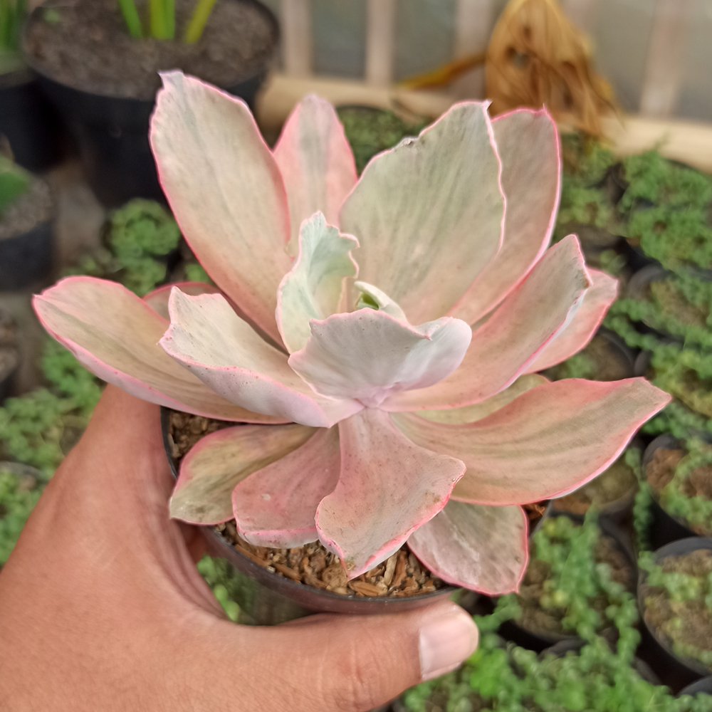 kaktus.id