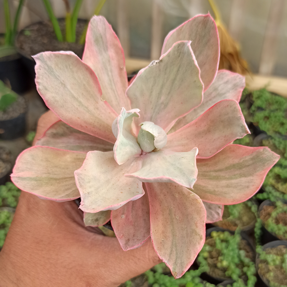 kaktus.id
