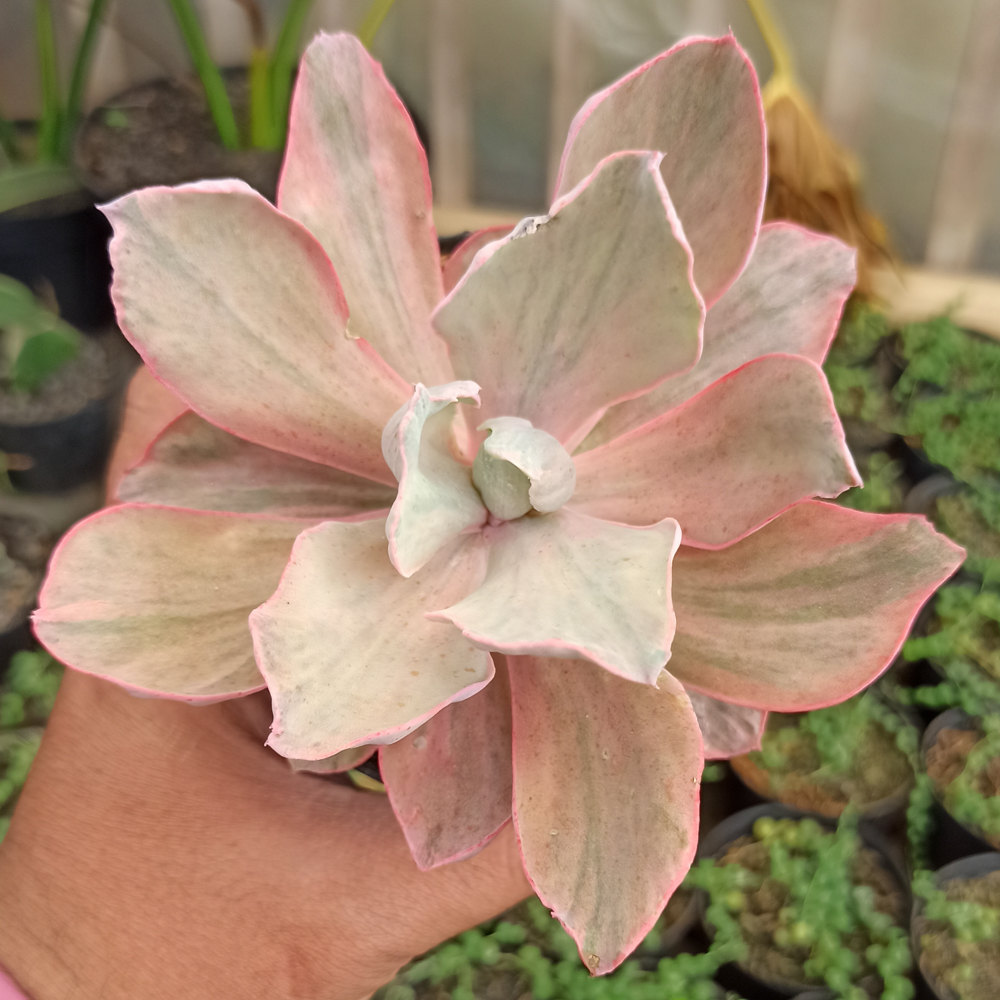 kaktus.id