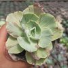 Echeveria Chantilly Mutation, real gallery image #2 plants. Picture taken directly from kaktus.id community Echeveria farmer green houses.