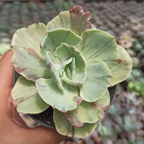 Echeveria Chantilly Mutation, real gallery image #3 plants. Picture taken directly from kaktus.id community Echeveria farmer green houses.