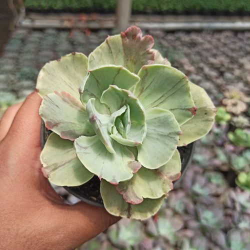 Echeveria Chantilly Mutation, real gallery image #5 plants. Picture taken directly from kaktus.id community Echeveria farmer green houses.