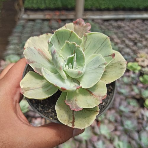 Echeveria Chantilly Mutation, real gallery image #4 plants. Picture taken directly from kaktus.id community Echeveria farmer green houses.