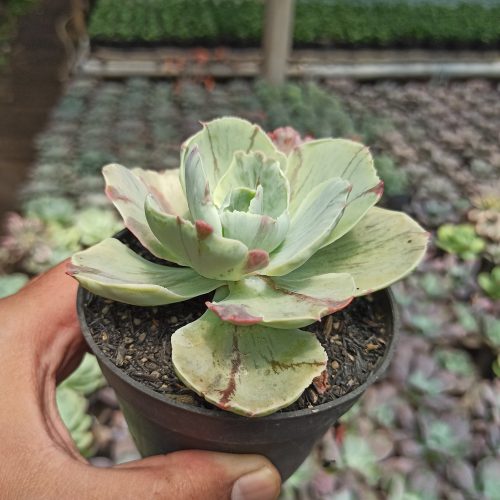 Echeveria Chantilly Mutation, real gallery image #6 plants. Picture taken directly from kaktus.id community Echeveria farmer green houses.