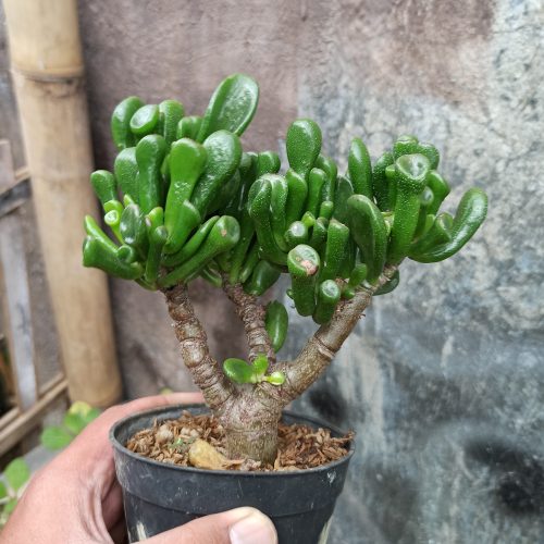 Crassula Ovata ‘Gollum' - Bonsai, real gallery image #1 plants. Picture taken directly from kaktus.id community Crassula farmer green houses.