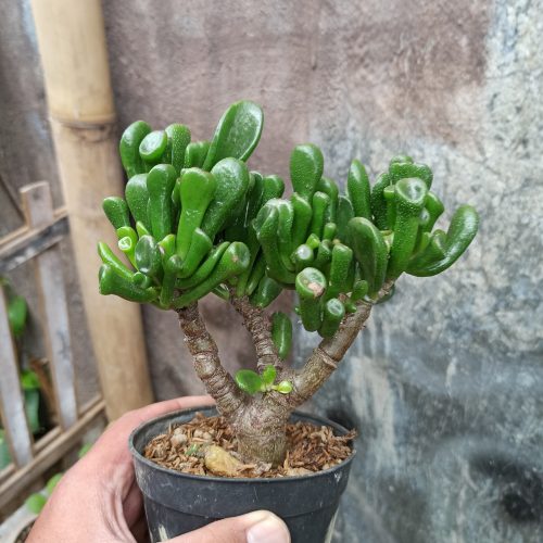 Crassula Ovata ‘Gollum' - Bonsai, real gallery image #2 plants. Picture taken directly from kaktus.id community Crassula farmer green houses.