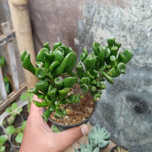 Crassula Ovata ‘Gollum' - Bonsai, real gallery image #3 plants. Picture taken directly from kaktus.id community Crassula farmer green houses.
