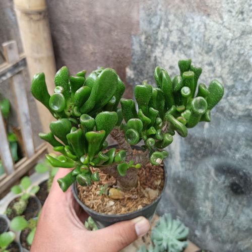 Crassula Ovata ‘Gollum' - Bonsai, real gallery image #4 plants. Picture taken directly from kaktus.id community Crassula farmer green houses.