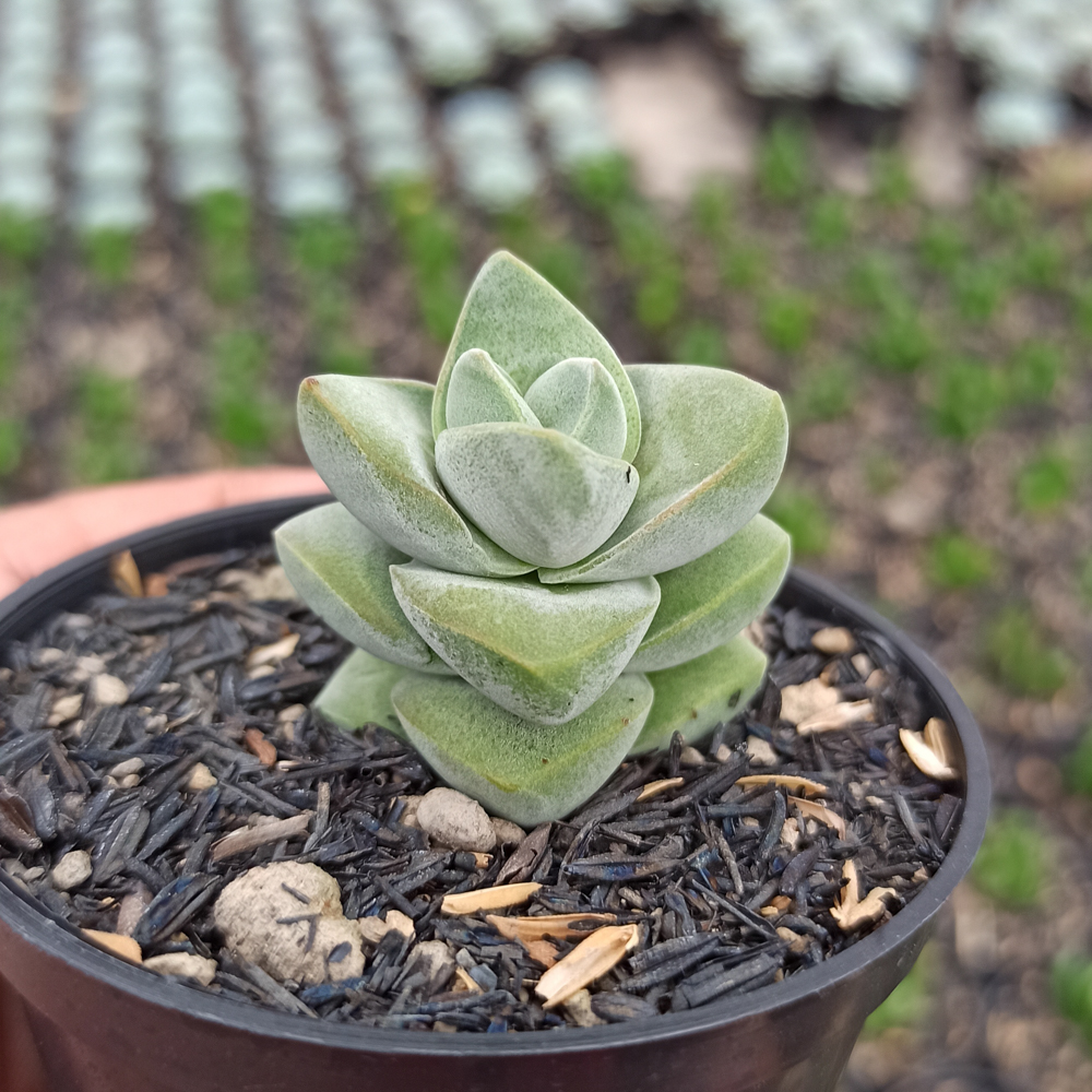 kaktus.id